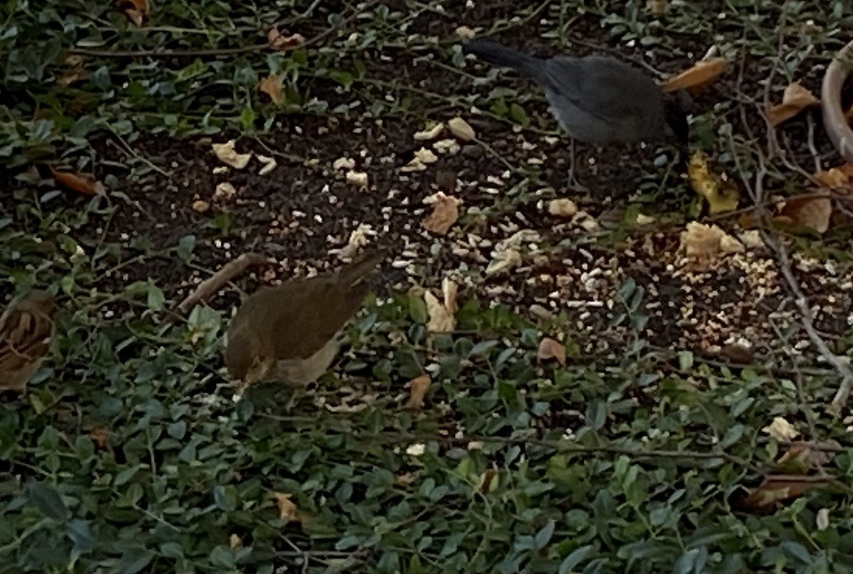 Swainson's Thrush (Olive-backed) - ML509147831