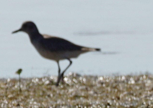 Black-bellied Plover - ML509148781