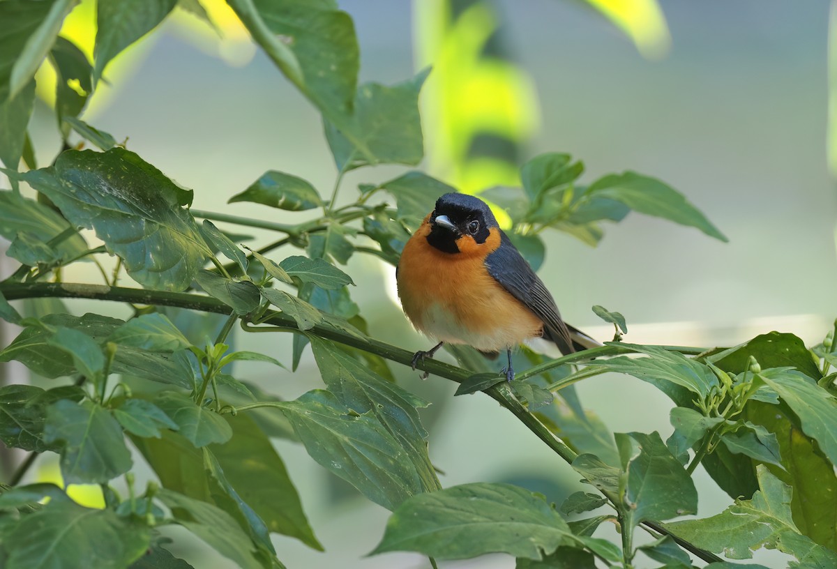 Spectacled Monarch - ML509148801