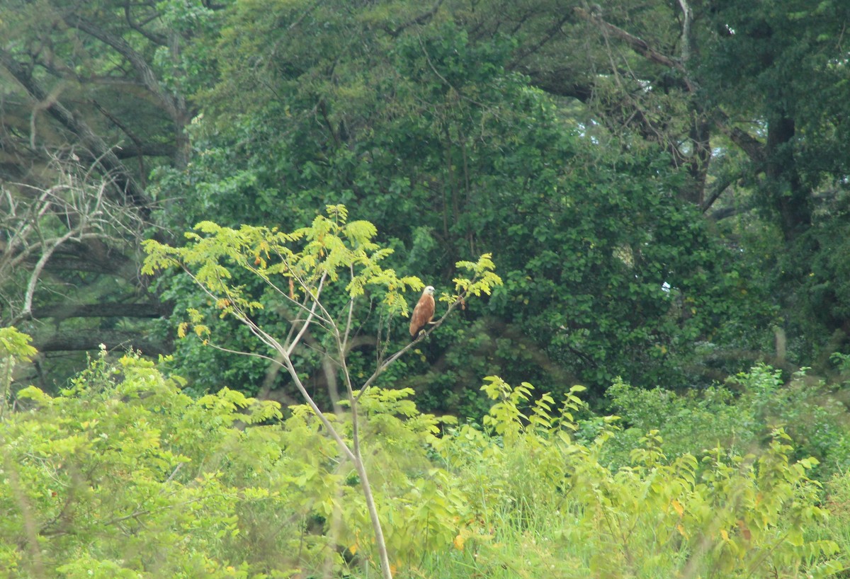 Black-collared Hawk - Daniel de Jesus Garcia León