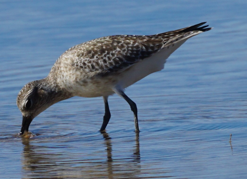 Black-bellied Plover - ML509149221