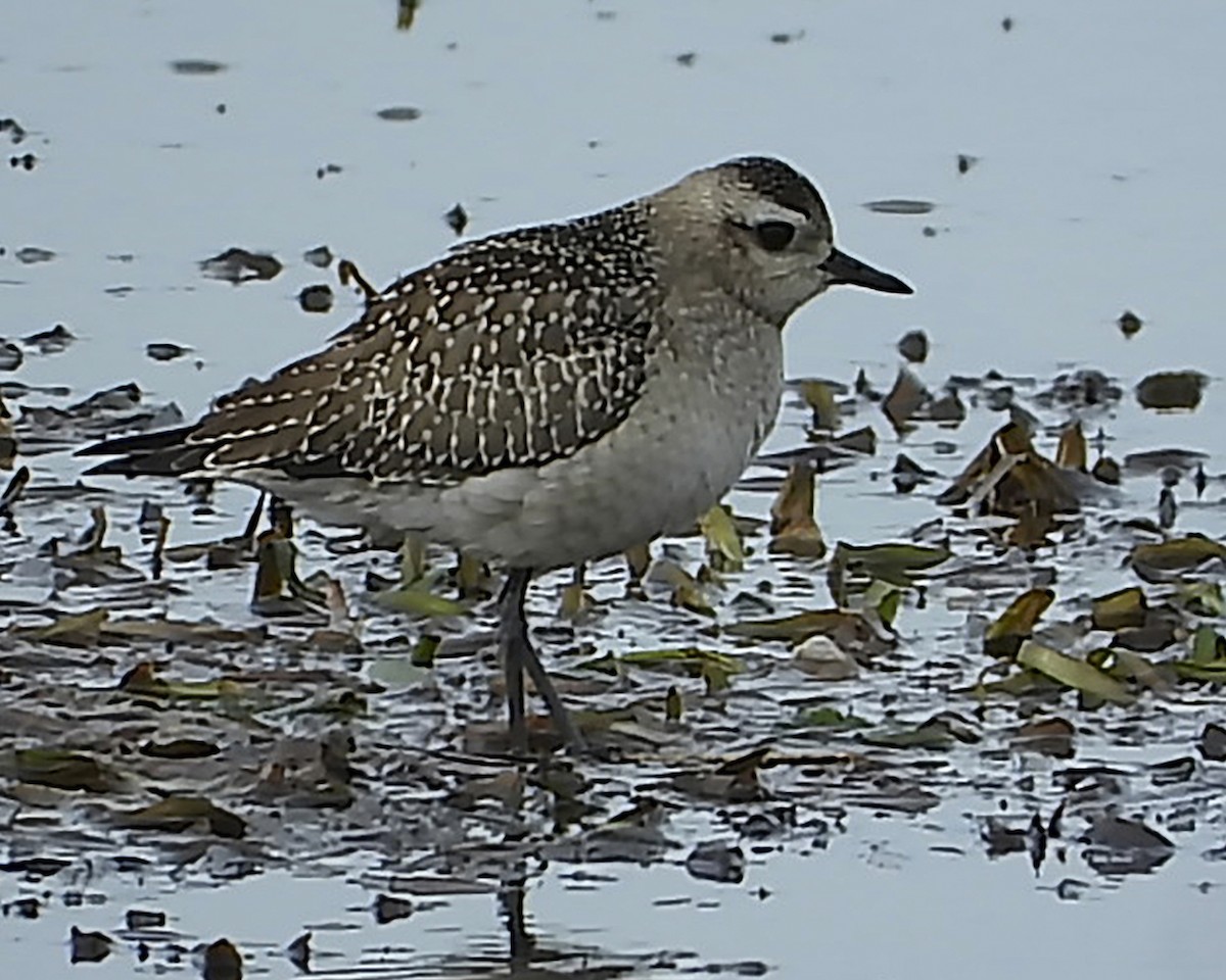 American Golden-Plover - ML509150601