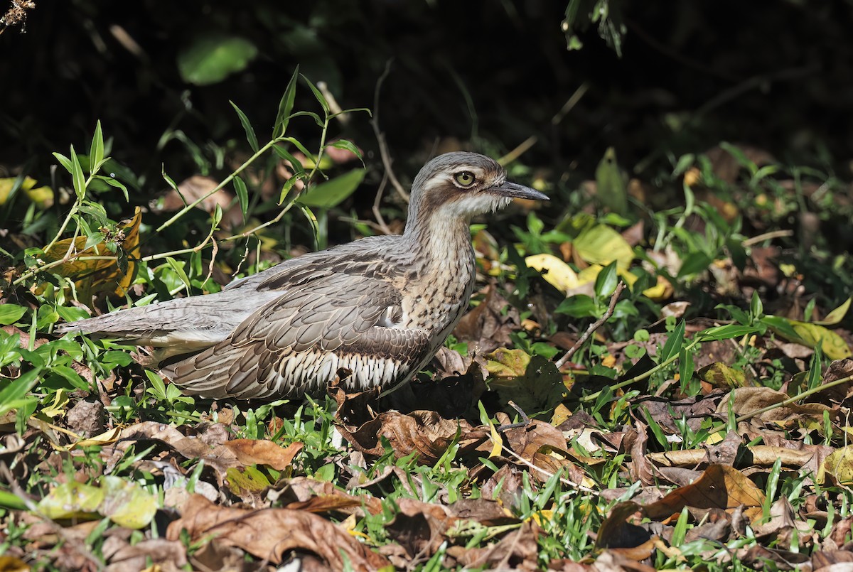 Bush Thick-knee - ML509150751