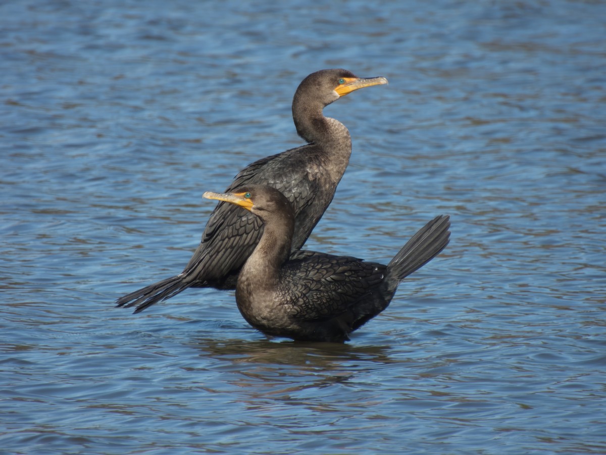 Double-crested Cormorant - ML509152971