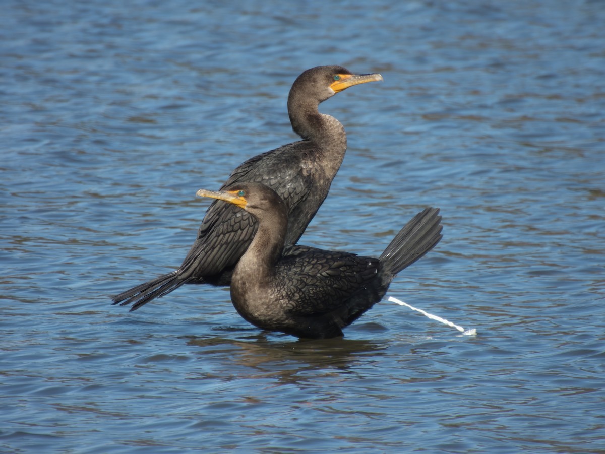 Double-crested Cormorant - ML509152981
