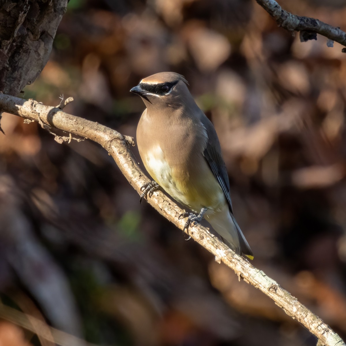 Cedar Waxwing - ML509153161