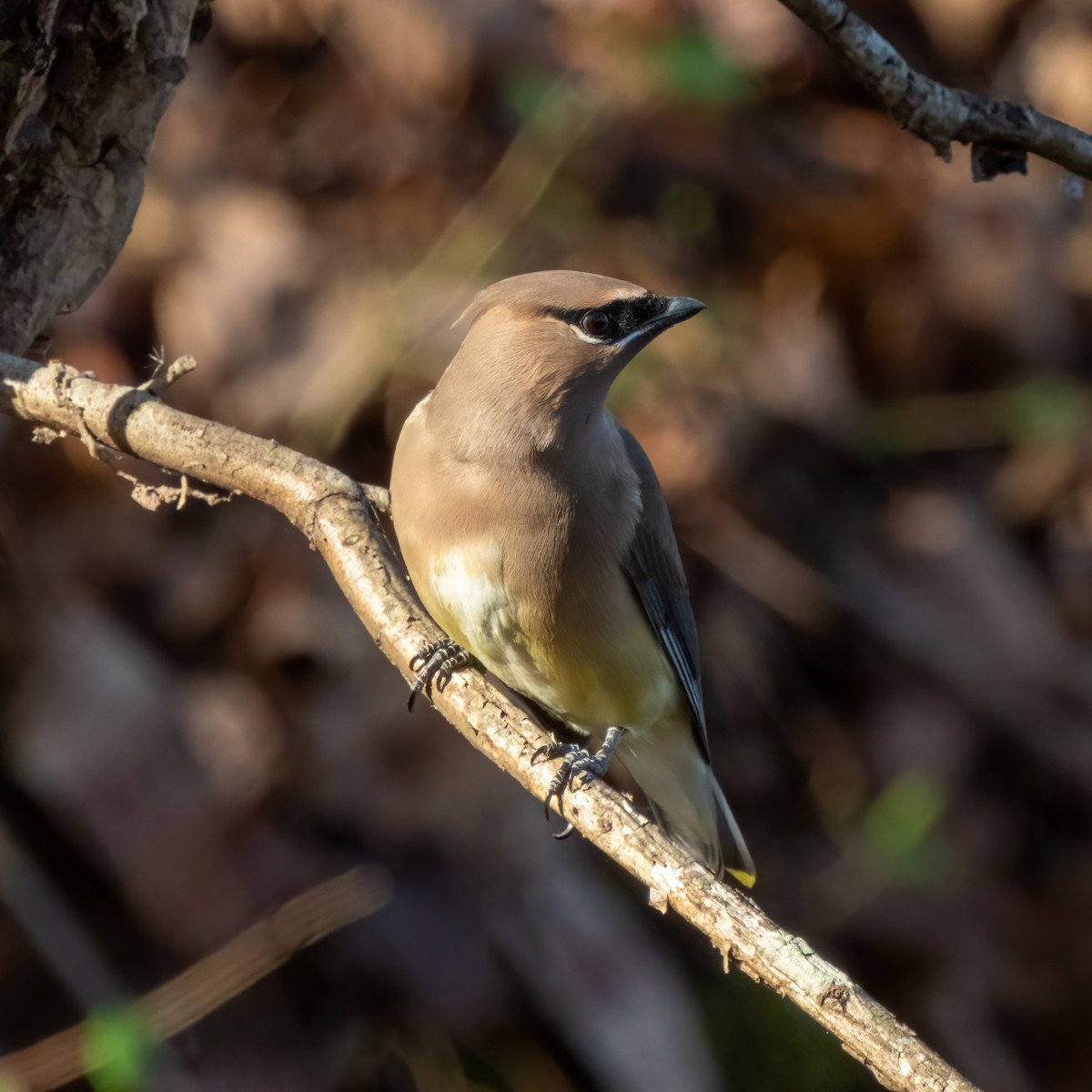Cedar Waxwing - ML509153201