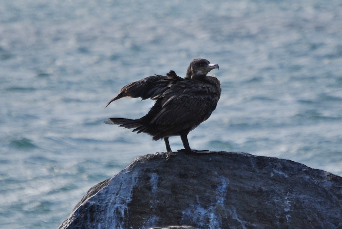 Great Cormorant - ML50915541