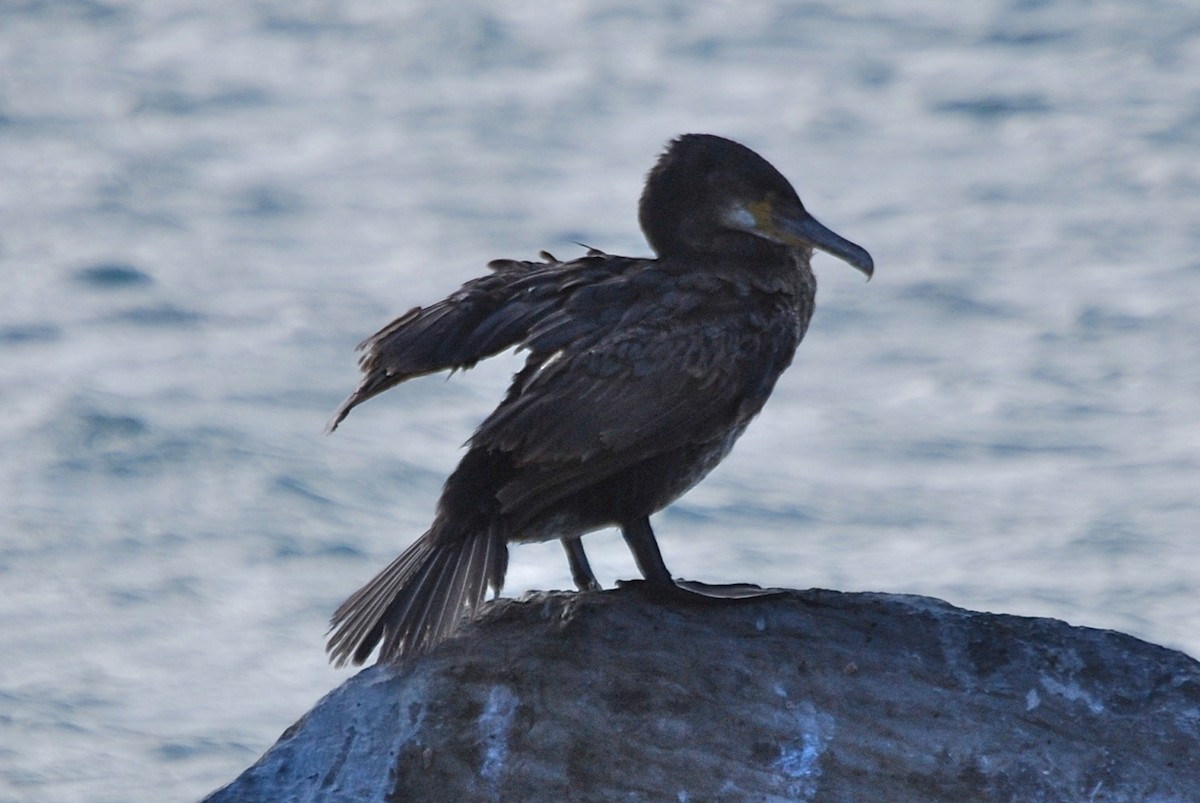 Great Cormorant - ML50915551