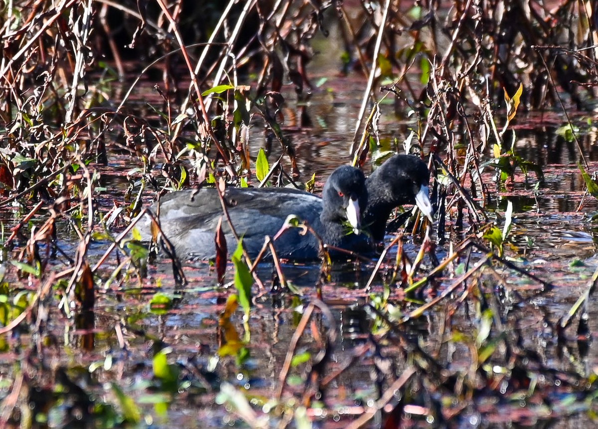 American Coot - Patty Masten