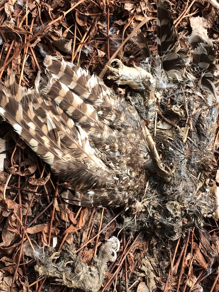 Barred Owl - ML50915671