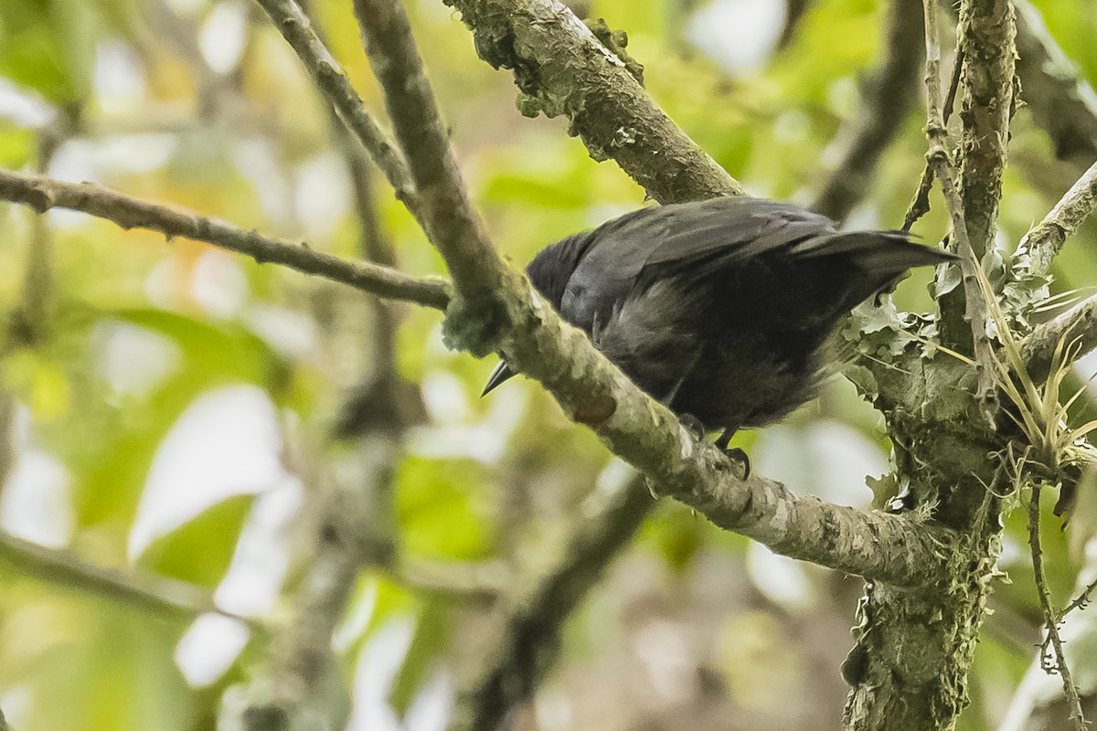 Trilling Tapaculo - ML509156831