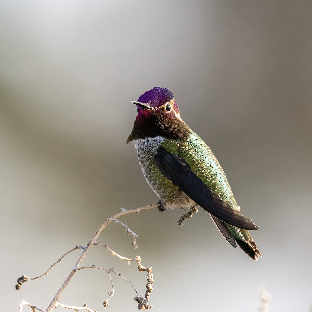 Colibrí de Anna - ML509156961