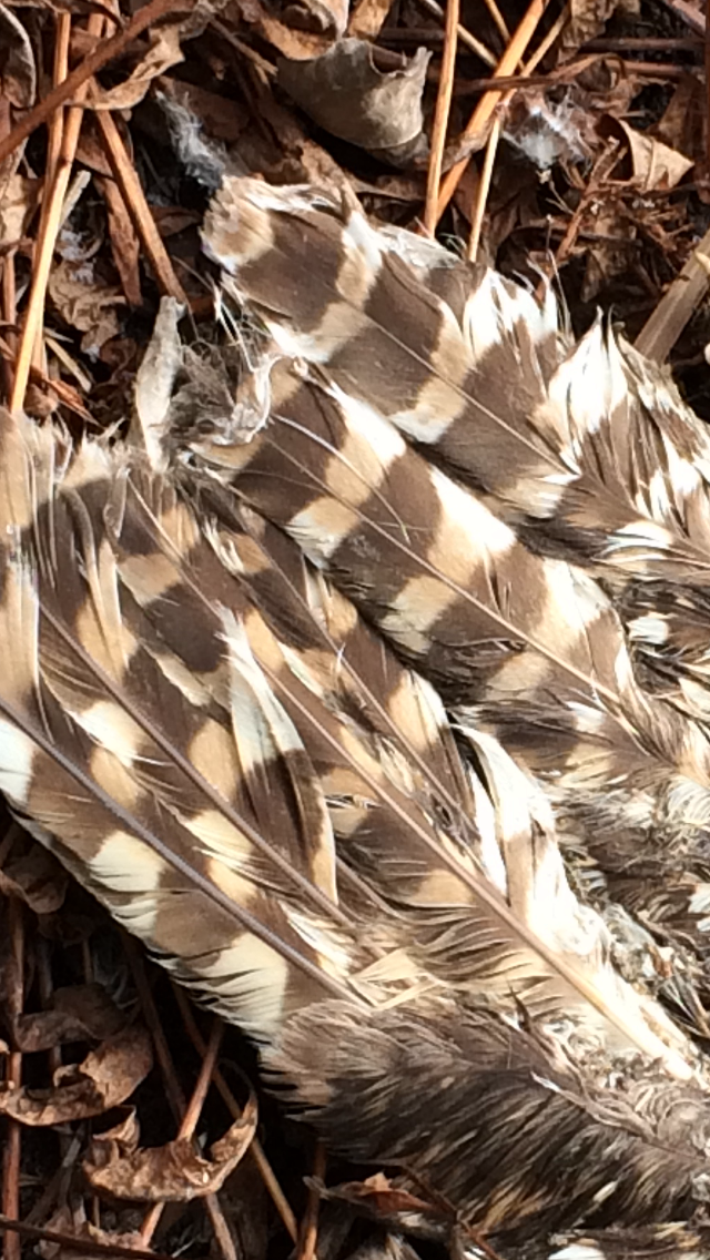 Barred Owl - ML50915901