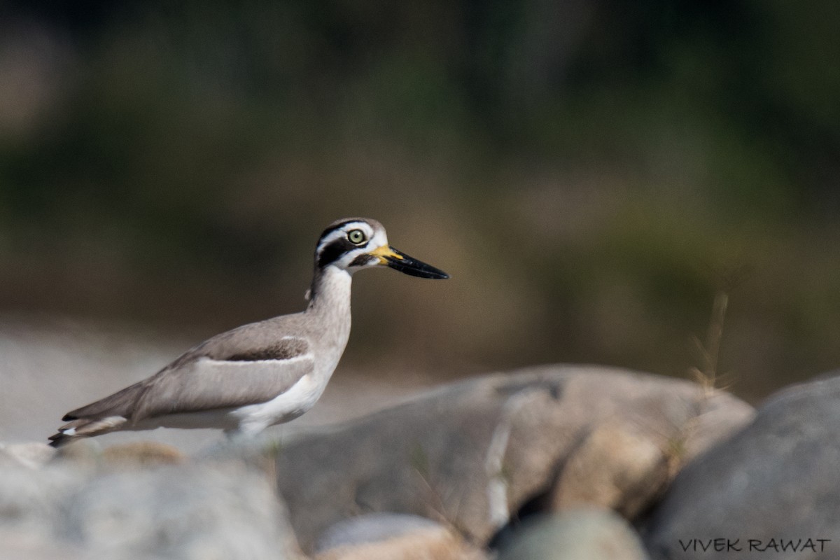 Great Thick-knee - Vivek Rawat