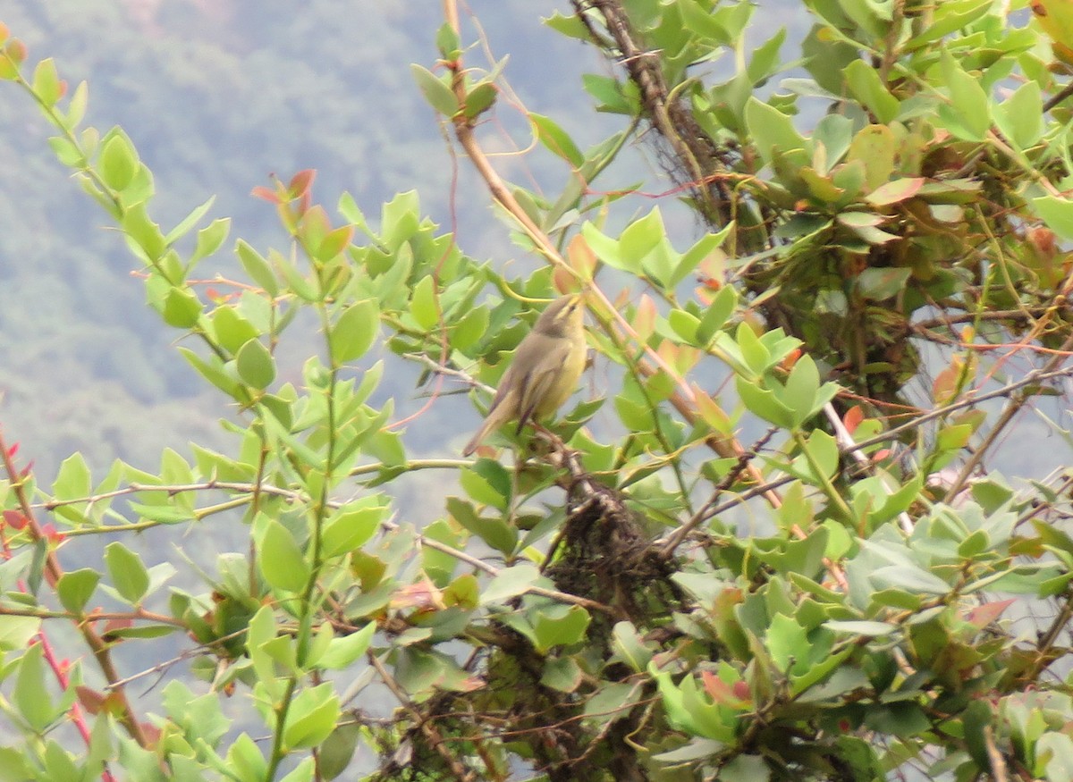 Tickell's Leaf Warbler - ML509161521