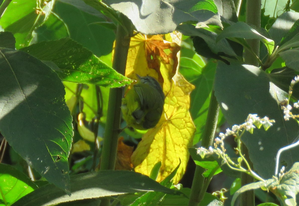 Gray-hooded Warbler - ML509161561