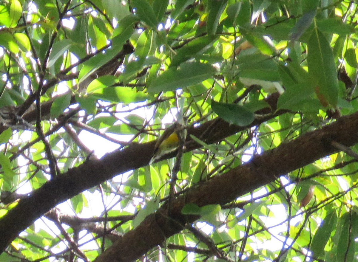 Green-tailed Sunbird - ML509161901