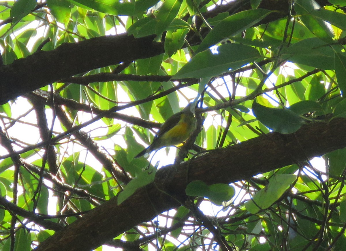 Green-tailed Sunbird - ML509161911