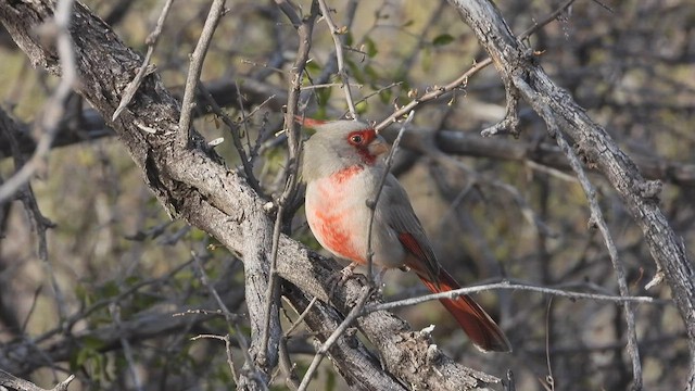 ørkenkardinal - ML509162291