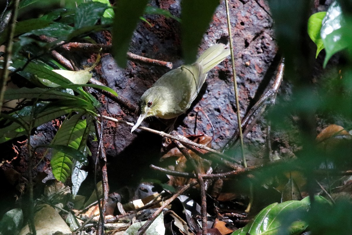 Long-billed Bernieria - Jason Fidorra