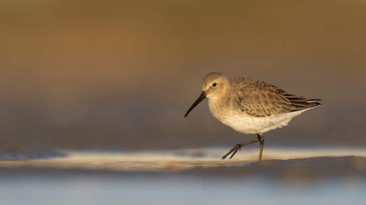 Dunlin - Ryan Sanderson