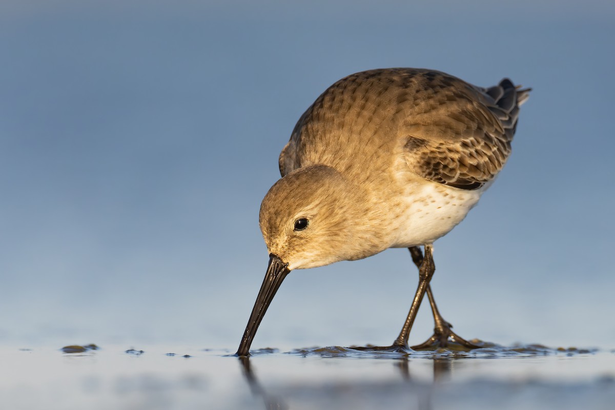 Dunlin - Calidris alpina - Media Search - Macaulay Library and eBird