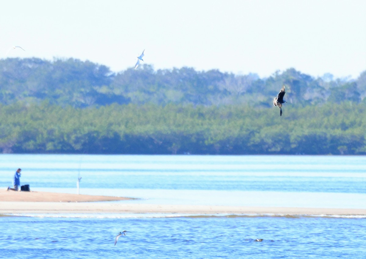 Gaviota Mexicana - ML509163961