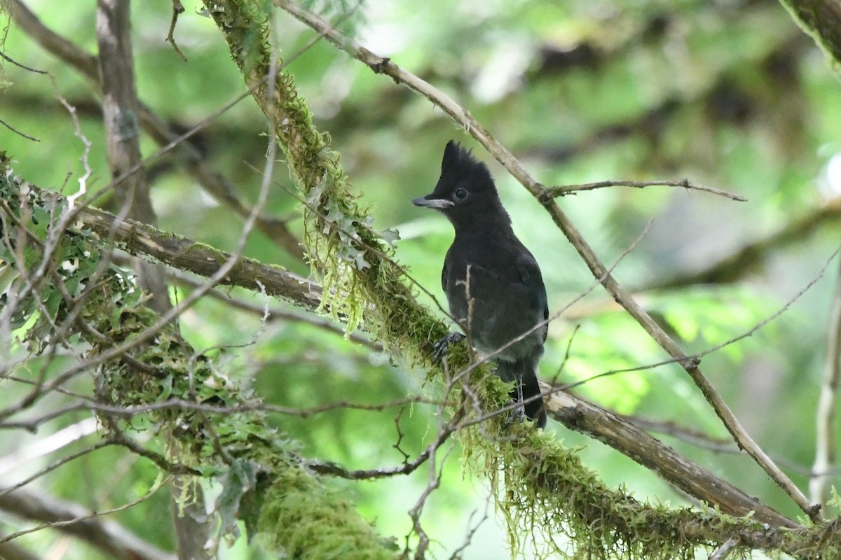 Steller's Jay (Coastal) - Ryan Merrill