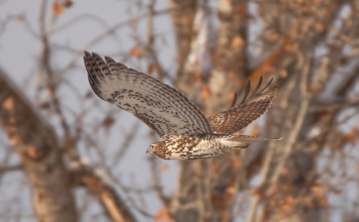 Red-tailed Hawk (Harlan's) - ML509164941