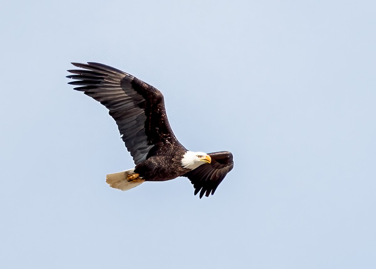 Bald Eagle - ML509165091