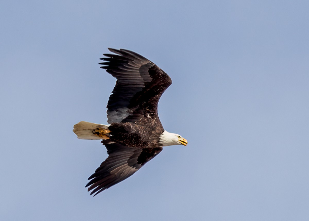 Bald Eagle - ML509165101