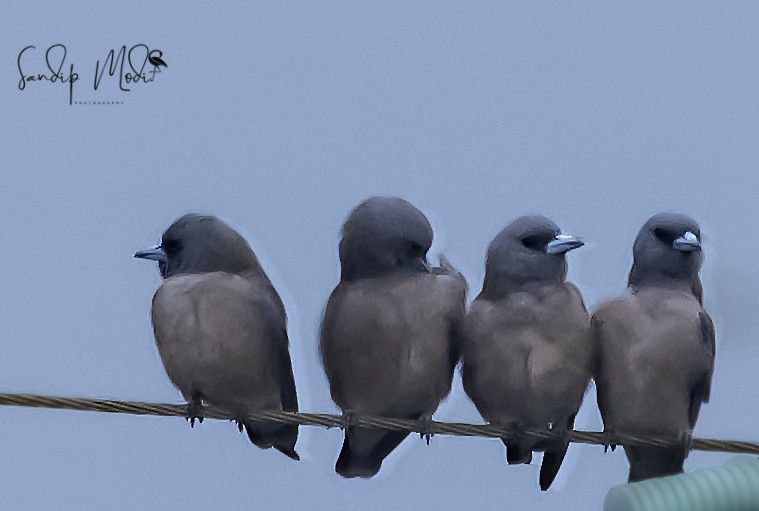 Ashy Woodswallow - ML509167001