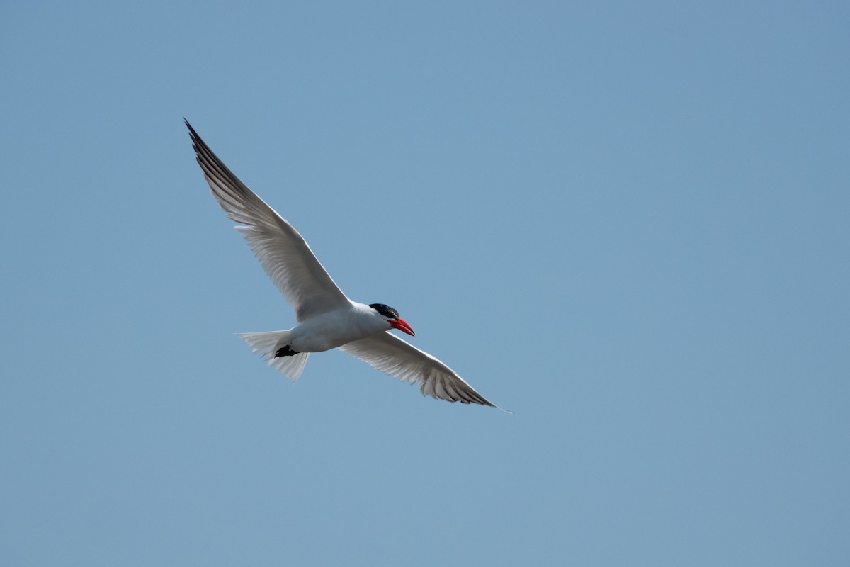 Caspian Tern - ML509167121