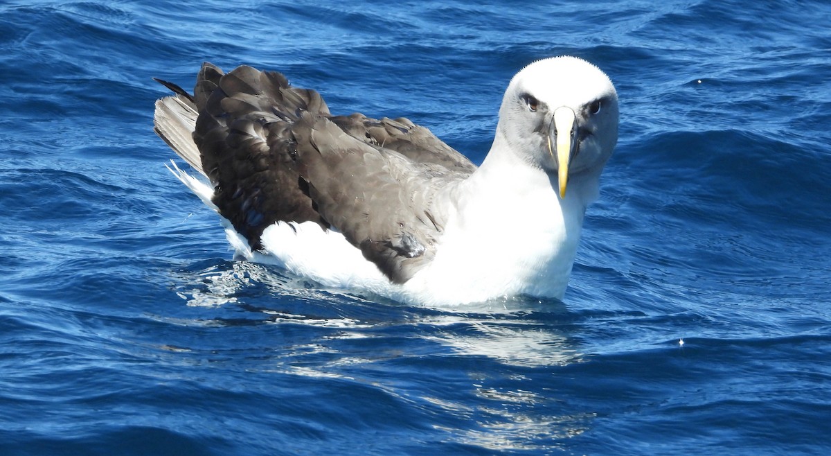 Buller's Albatross - Ted Elks