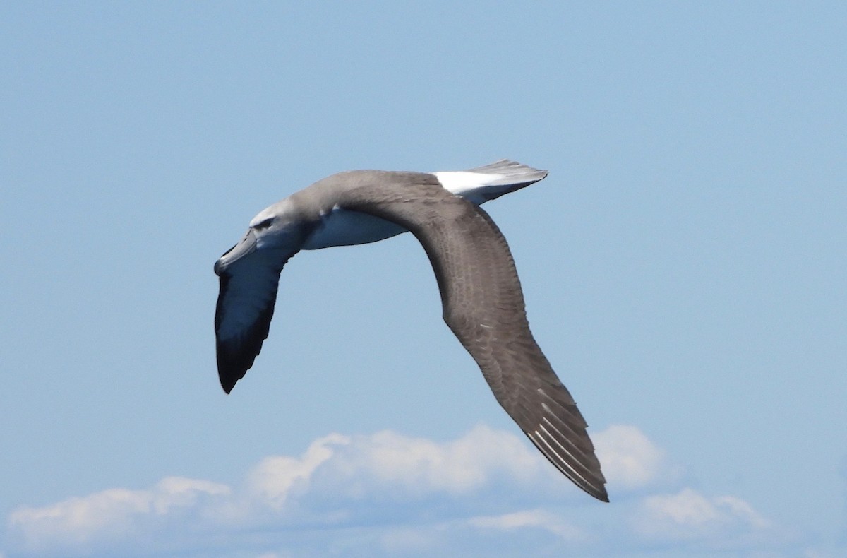 White-capped Albatross - Ted Elks