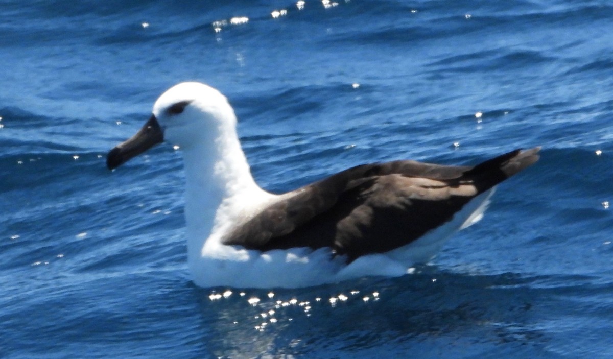 Albatros Ojeroso (melanophris) - ML509167411