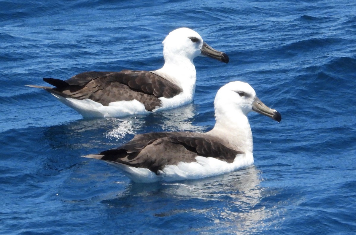Black-browed Albatross (Black-browed) - Ted Elks