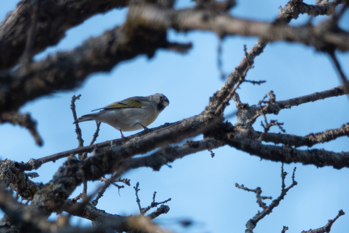 Lawrence's Goldfinch - ML509167481