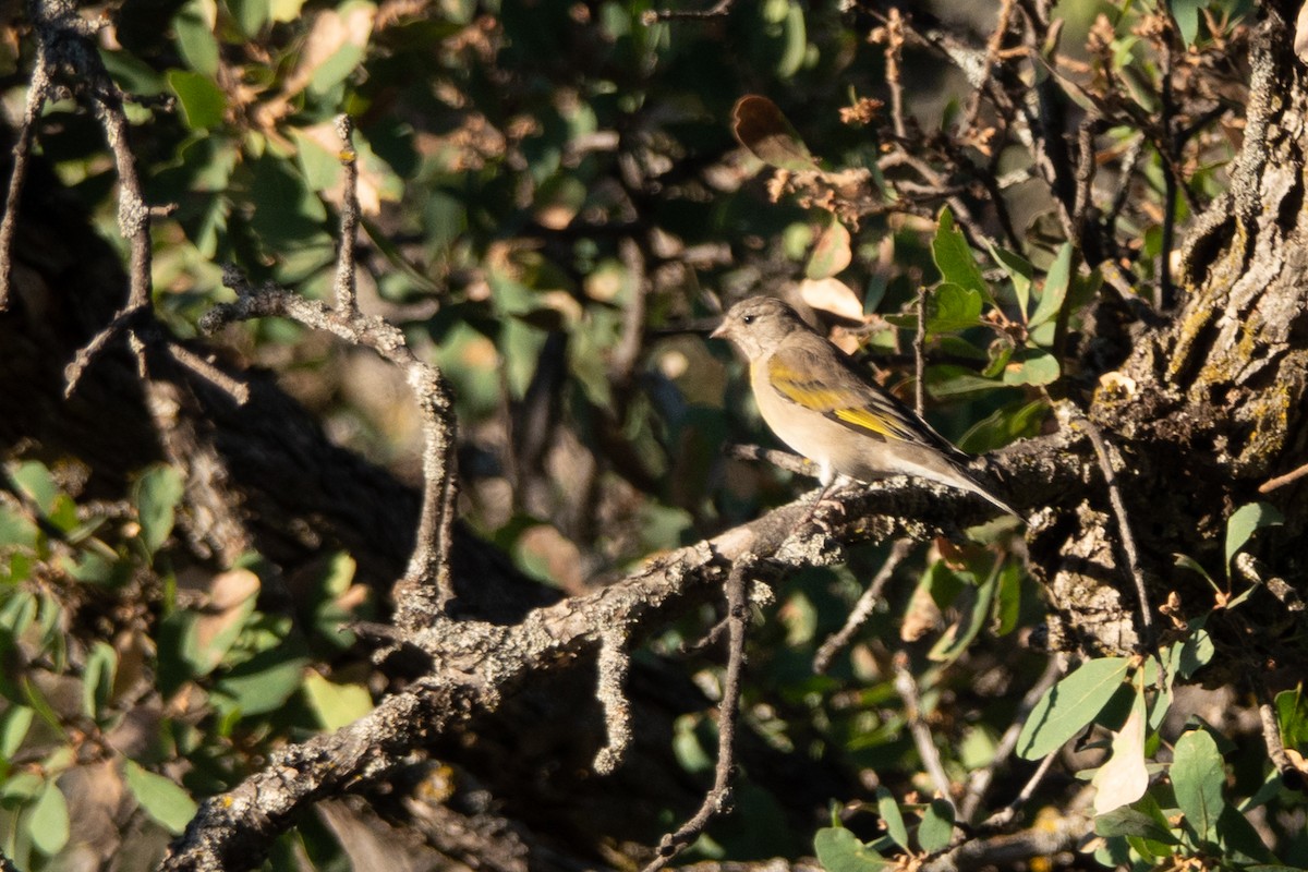 Lawrence's Goldfinch - ML509167491