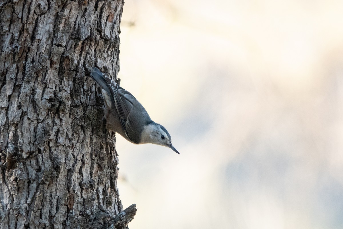 White-breasted Nuthatch - ML509167551