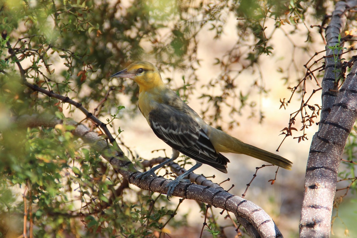 Bullock's Oriole - Uma Sachdeva