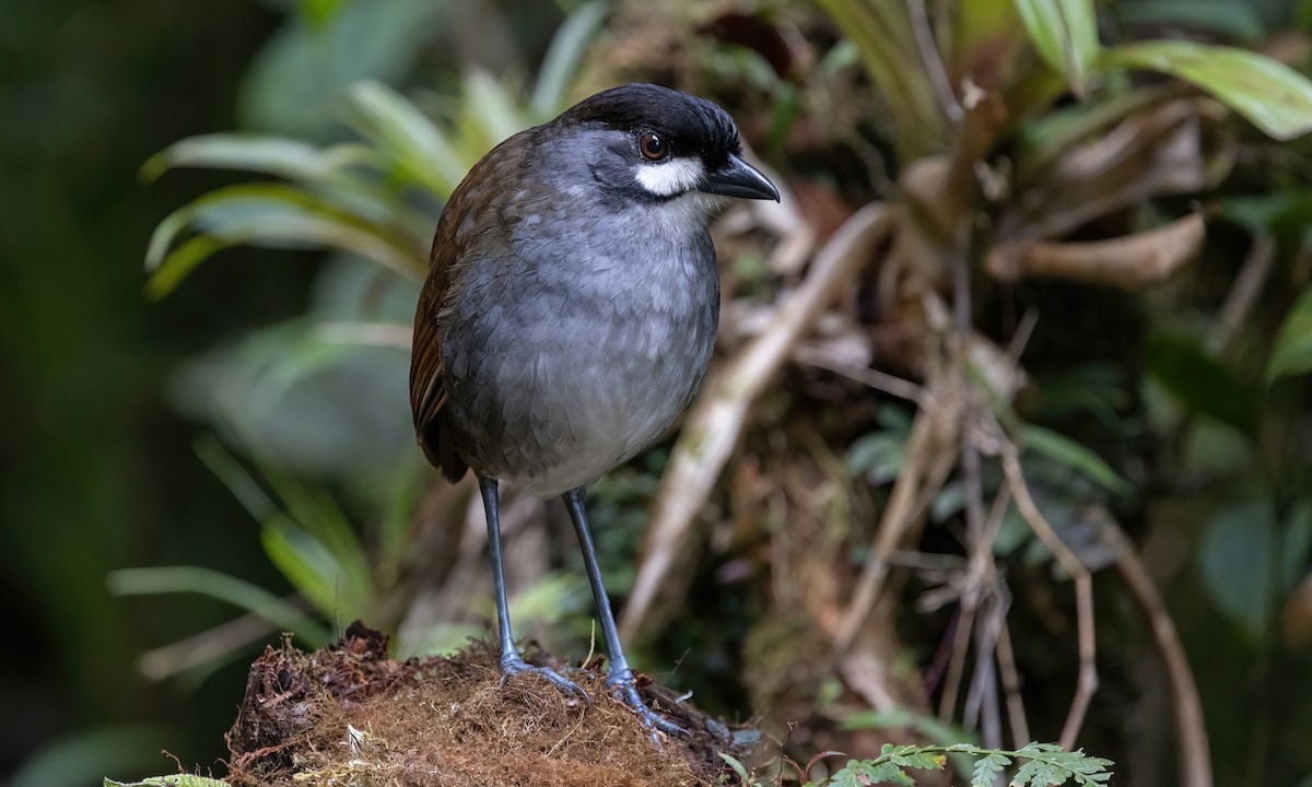 Jocotoco Antpitta - ML509168411