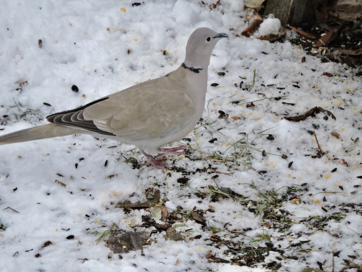 Eurasian Collared-Dove - Daniel Casey