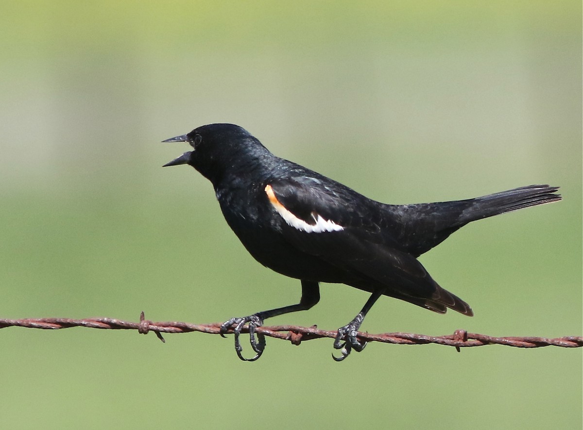 Tricolored Blackbird - ML50917071