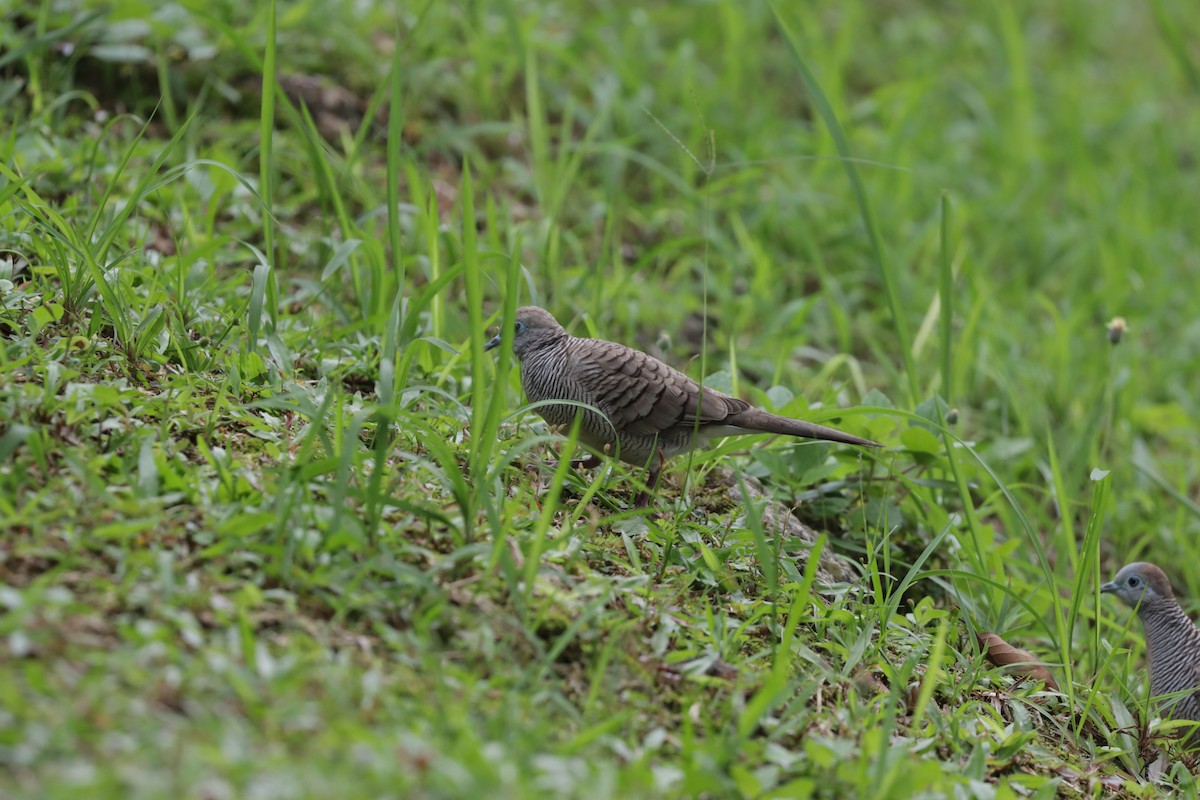 Zebra Dove - ML509170871