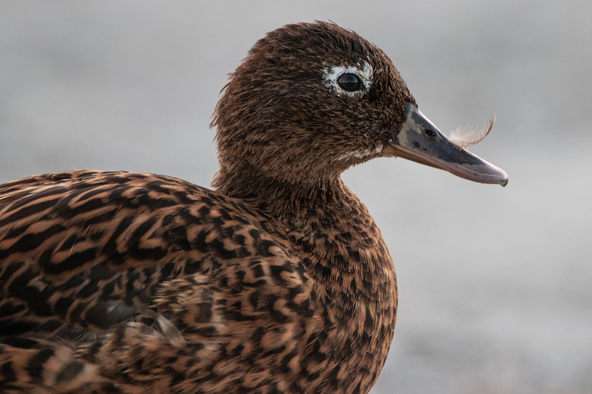 Laysan Duck - Percy Ulsamer