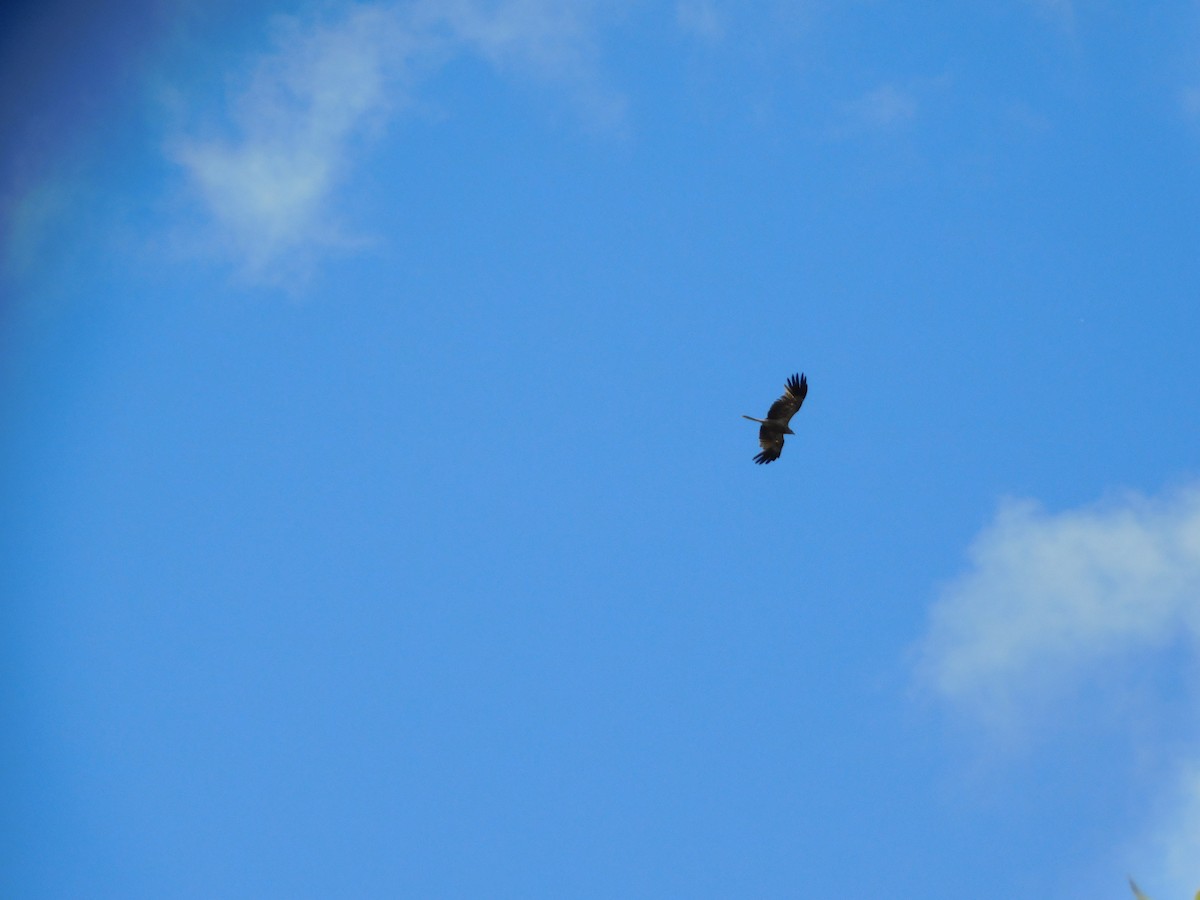 Whistling Kite - ML509171121