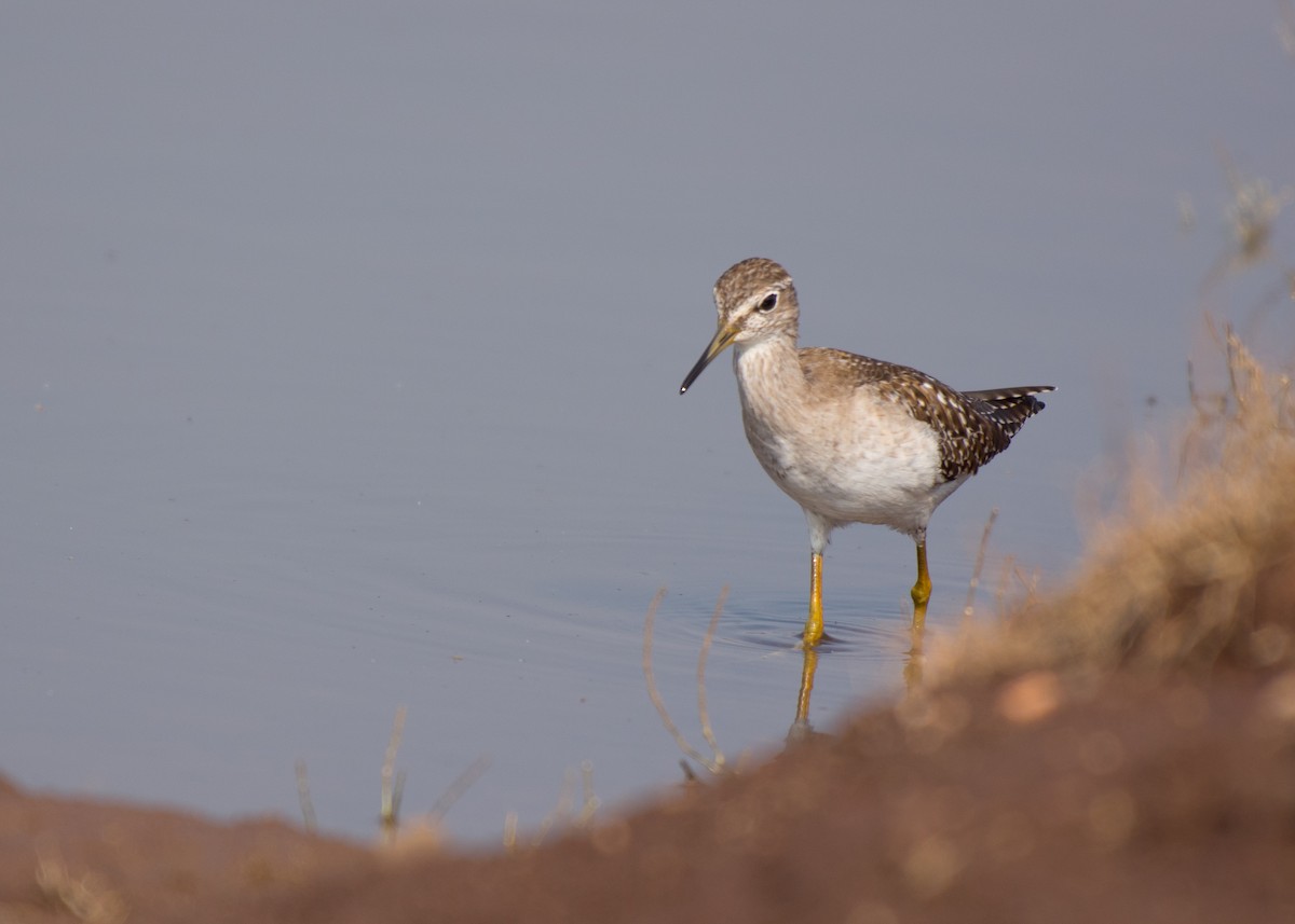 Wood Sandpiper - ML509172541