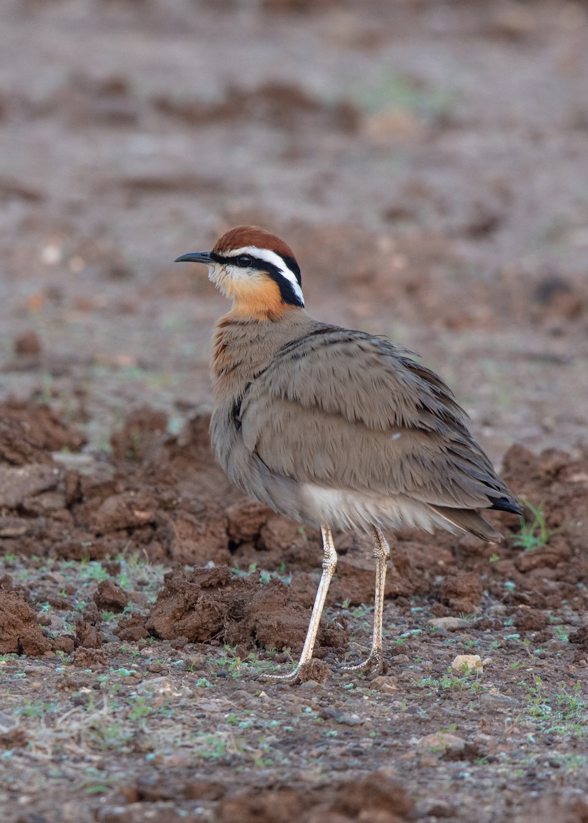 Indian Courser - ML509172561